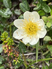 Dryas octopetala
