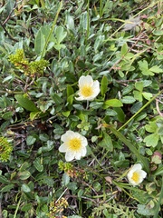 Dryas octopetala