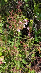 Ernestia granvillei