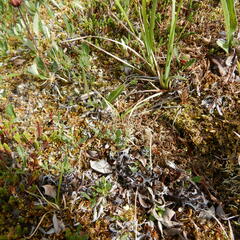 Masonhalea richardsonii