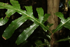 Stenocarpus sinuatus