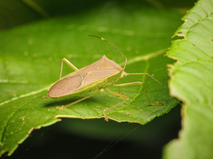 Paradasynus spinosus