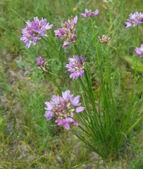Allium anisopodium