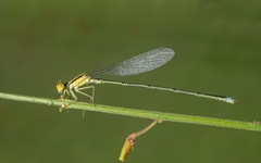 Enallagma sulcatum