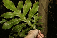 Stenocarpus sinuatus