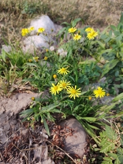 Senecio madagascariensis