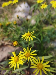Senecio madagascariensis