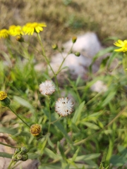 Senecio madagascariensis