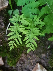 Cryptogramma stelleri