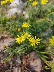 Senecio madagascariensis