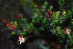 Sedum moranense
