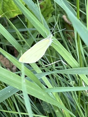 Pieris oleracea