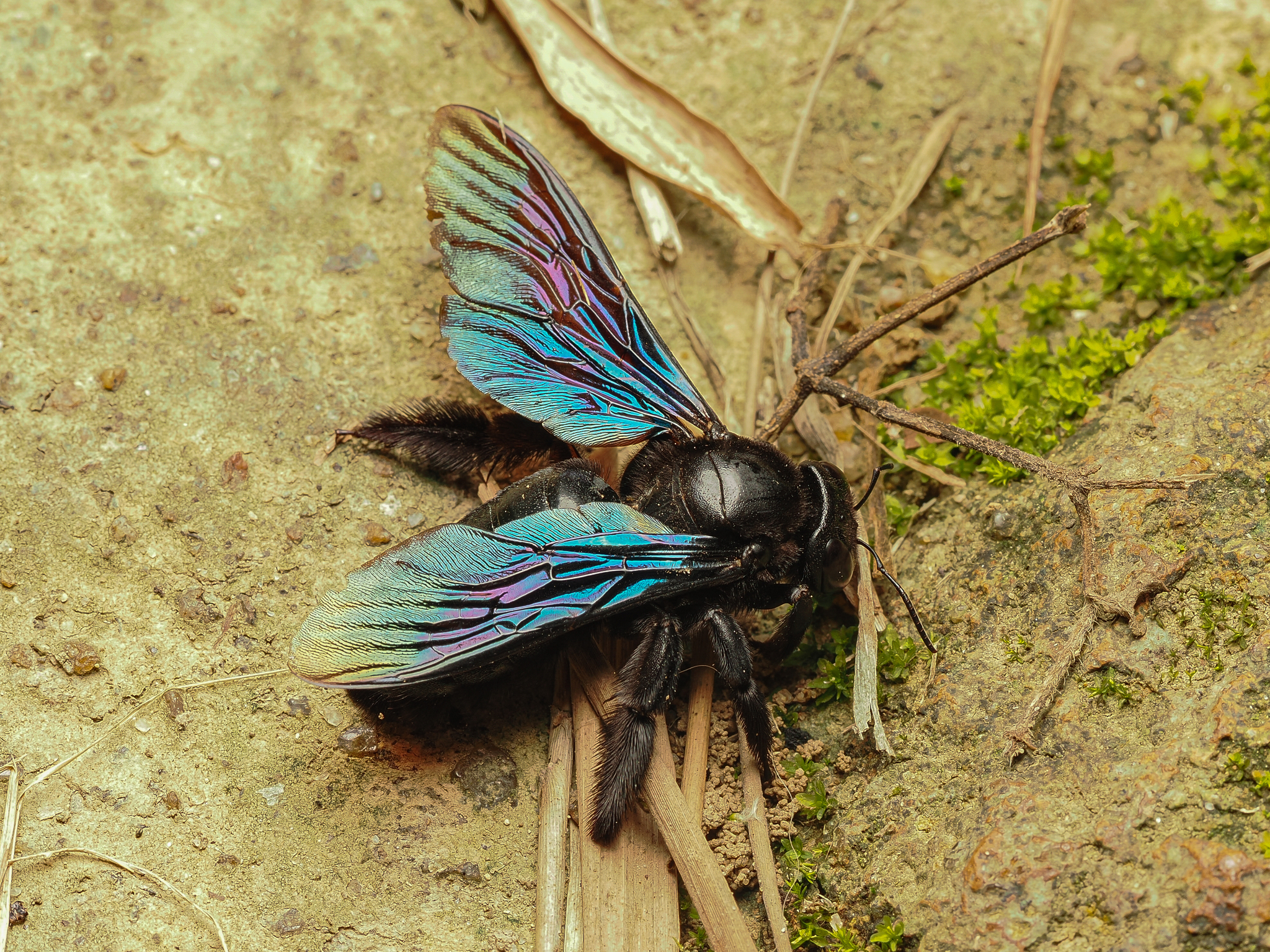 Green-winged Bamboo-Carpenter (Xylocopa nasalis) · iNaturalist