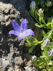 Campanula piperi