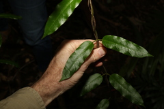 Leichhardtia flavescens