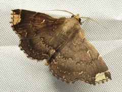 Adrapsa quadrilinealis