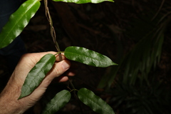 Leichhardtia flavescens