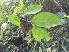 Ficus irisana