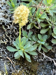 Petrophytum hendersonii