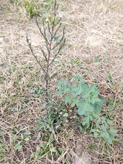 Symphyotrichum subulatum squamatum