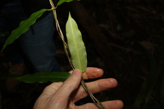 Leichhardtia flavescens