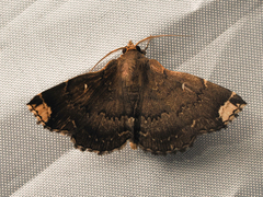 Adrapsa quadrilinealis