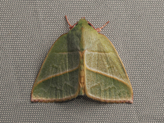 Hylophilodes tsukusensis