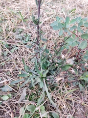 Symphyotrichum subulatum squamatum