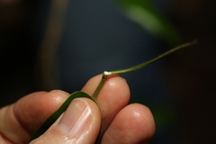 Leichhardtia flavescens