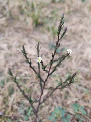Symphyotrichum subulatum squamatum