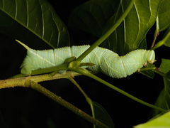 Marumba dyras