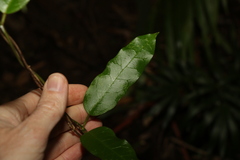Leichhardtia flavescens