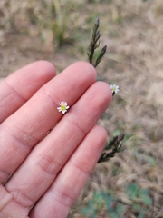 Symphyotrichum subulatum squamatum