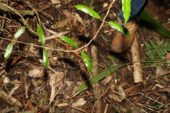 Leichhardtia flavescens