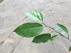 Ficus irisana