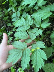 Actaea podocarpa