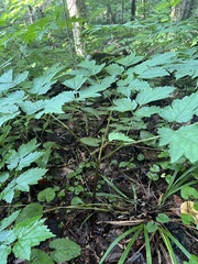 Actaea podocarpa
