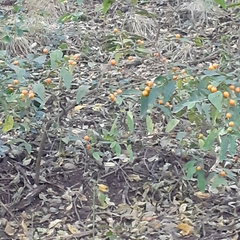 Solanum pseudocapsicum