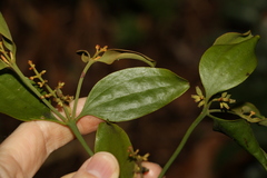 Notothixos cornifolius