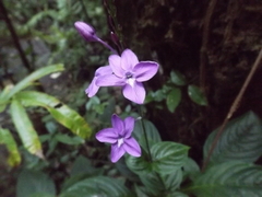 Pseuderanthemum alatum