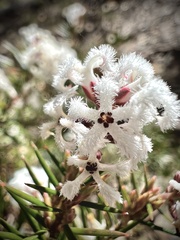 Acrothamnus melaleucoides