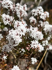 Acrothamnus melaleucoides