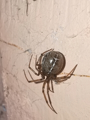 Steatoda castanea