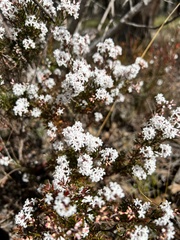 Acrothamnus melaleucoides