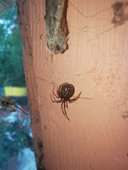 Steatoda castanea