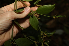 Notothixos cornifolius