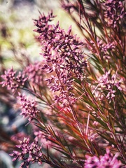 Acrothamnus melaleucoides