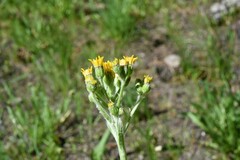 Senecio scorzonella