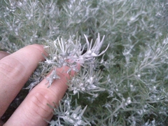 Artemisia schmidtiana