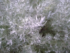 Artemisia schmidtiana